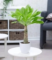 Kamerplanten Collectie 'Zuidzee' 4 Kamerplanten Collectie 'Zuidzee' – Bild 4