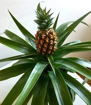 Kamerplanten Collectie 'Zuidzee' 5 Kamerplanten Collectie 'Zuidzee' – Bild 5