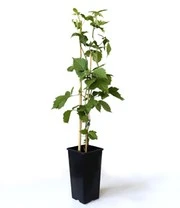 Suikerbraam 'Asterina®' 3 Suikerbraam 'Asterina®' – Bild 3