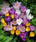 Planten Verkaufsgeschäft 26 Grootbloemige Krokus Mix