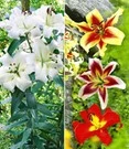 Planten Verkaufsgeschäft 22 Tree-Lily® Collectie 4 Kleuren