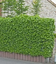 Winterharde Klimop 'Baltica' 3 Winterharde Klimop 'Baltica' – Bild 3