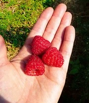 Framboos Enrosadira® 'Endlosernte' 3 Framboos Enrosadira® 'Endlosernte' – Bild 3