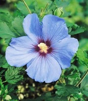 Hibiscus Heg 4 Hibiscus Heg – Bild 4