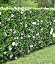 Hibiscus Heg 5 Hibiscus Heg – Bild 5