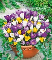 Planten Verkaufsgeschäft -Planten Verkaufsgeschäft 8973916307486