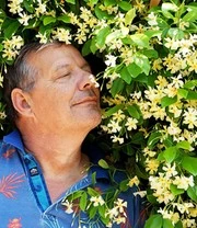 Winterharde Jasmijn 'Star Of Toscane®' 3 Winterharde Jasmijn 'Star Of Toscane®' – Bild 3