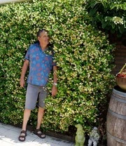 Winterharde Jasmijn 'Star Of Toscane®' 4 Winterharde Jasmijn 'Star Of Toscane®' – Bild 4