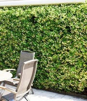 Winterharde Jasmijn 'Star Of Toscane®' 5 Winterharde Jasmijn 'Star Of Toscane®' – Bild 5