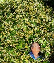 Winterharde Jasmijn 'Star Of Toscane®' 6 Winterharde Jasmijn 'Star Of Toscane®' – Bild 6