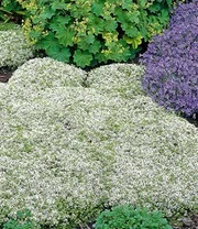 Tijm Collectie 'rood En Wit' 3 Tijm Collectie 'rood En Wit' – Bild 3