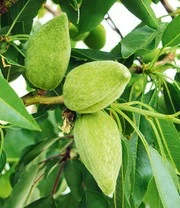 Zoete Amandel 'Nut Me® Almond' 3 Zoete Amandel 'Nut Me® Almond' – Bild 3