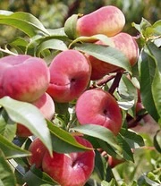 Platte Perzik 'PlatiforTWO®' 3 Platte Perzik 'PlatiforTWO®' – Bild 3