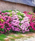 Buitenhortensia Haag 'Pink-rosé'