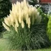 Pampasgras 'Evita' 3-liter Container