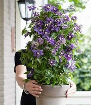 Clematis 'Taiga®' 4 Clematis 'Taiga®' – Bild 4