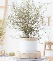 Kamerplanten Collectie 'Gemakkelijk Te Verzorgen' 3 Kamerplanten Collectie 'Gemakkelijk Te Verzorgen' – Bild 3