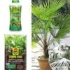 COMPO® SANA® Meststof Voor Palmen & Palmpotgrond & Winterharde Palm