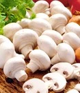 Witte Champignons (kweekset)