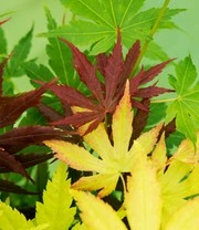 Japanse Esdoorn '3 Kleuren Festival' 3 Japanse Esdoorn '3 Kleuren Festival' – Bild 3