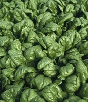 Verhoogde Kweekbak Zaadbox 3 Verhoogde Kweekbak Zaadbox – Bild 3