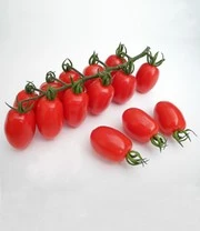 Verhoogde Kweekbak Zaadbox 4 Verhoogde Kweekbak Zaadbox – Bild 4