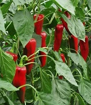 Verhoogde Kweekbak Zaadbox 6 Verhoogde Kweekbak Zaadbox – Bild 6