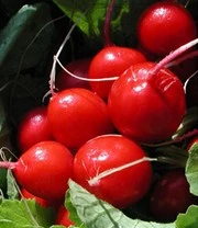 Verhoogde Kweekbak Zaadbox 8 Verhoogde Kweekbak Zaadbox – Bild 8