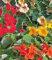 Verhoogde Kweekbak Zaadbox 9 Verhoogde Kweekbak Zaadbox – Bild 9