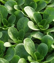 Verhoogde Kweekbak Zaadbox 10 Verhoogde Kweekbak Zaadbox – Bild 10