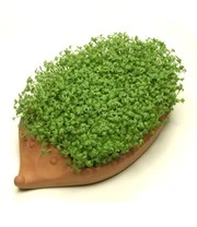 Vitaalbox Zaadbox 3 Vitaalbox Zaadbox – Bild 3