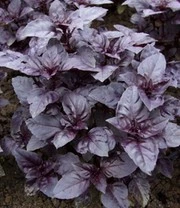 Vitaalbox Zaadbox 5 Vitaalbox Zaadbox – Bild 5