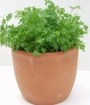 Vitaalbox Zaadbox 6 Vitaalbox Zaadbox – Bild 6