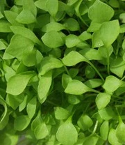 Vitaalbox Zaadbox 9 Vitaalbox Zaadbox – Bild 9