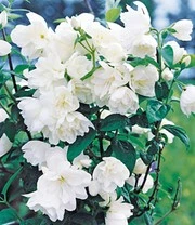 5 Meter Bloeiende Heg Collectie 4 5 Meter Bloeiende Heg Collectie – Bild 4