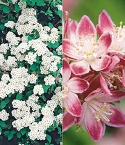 5 Meter Bloeiende Heg Collectie 6 5 Meter Bloeiende Heg Collectie – Bild 6