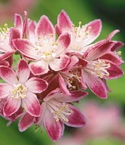 5 Meter Bloeiende Heg Collectie 7 5 Meter Bloeiende Heg Collectie – Bild 7