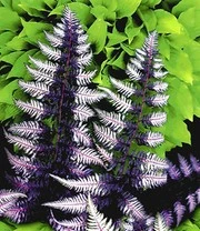 Winterharde Vaste Planten Voor De Schaduw 3 Winterharde Vaste Planten Voor De Schaduw – Bild 3