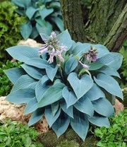 Reuze Hosta Collectie Voor Een Voordeelprijs 3 Reuze Hosta Collectie Voor Een Voordeelprijs – Bild 3