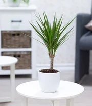 Kamerplanten Collectie 'Fresh Air' 4 Kamerplanten Collectie 'Fresh Air' – Bild 4