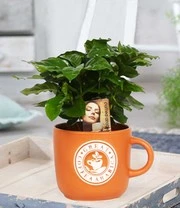 Coffea Arabica Incl. Keramieke Pot 3 Coffea Arabica Incl. Keramieke Pot – Bild 3