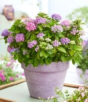 Hortensia Haag 'Forever & Ever®' Hortbux® 3 Hortensia Haag 'Forever & Ever®' Hortbux® – Bild 3