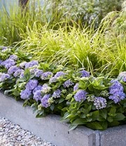 Hortensia Haag 'Forever & Ever®' Hortbux® 4 Hortensia Haag 'Forever & Ever®' Hortbux® – Bild 4