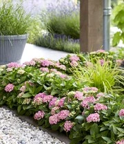 Hortensia Haag 'Forever & Ever®' Hortbux® 5 Hortensia Haag 'Forever & Ever®' Hortbux® – Bild 5