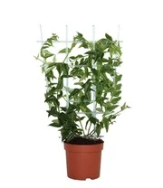 Wasbloem 'Hoya Bella' 4 Wasbloem 'Hoya Bella' – Bild 4