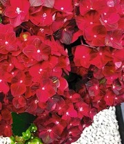 Tuinhortensia 'Ruby Tuesday®' 3 Tuinhortensia 'Ruby Tuesday®' – Bild 3