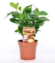 Koffieplant & Kruidenlimoen Kaffir Voor Een Voordeelprijs 3 Koffieplant & Kruidenlimoen Kaffir Voor Een Voordeelprijs – Bild 3