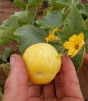 Rariteiten Schatkist Zaadbox 4 Rariteiten Schatkist Zaadbox – Bild 4