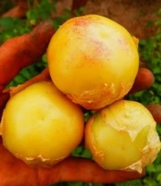 Rariteiten Schatkist Zaadbox 5 Rariteiten Schatkist Zaadbox – Bild 5