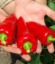 Rariteiten Schatkist Zaadbox 7 Rariteiten Schatkist Zaadbox – Bild 7